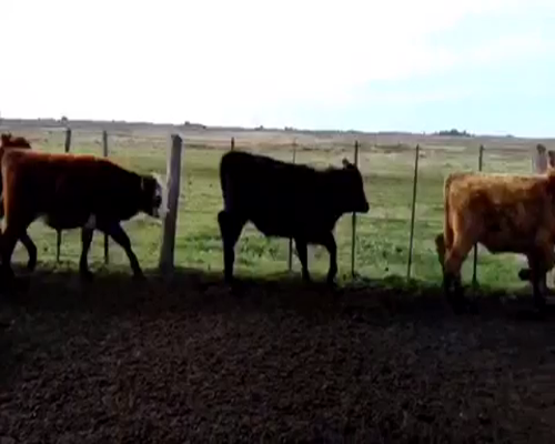 Lote 30 Terneros en Gral. Paz, Buenos Aires