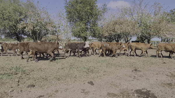 Lote 42 Terneros