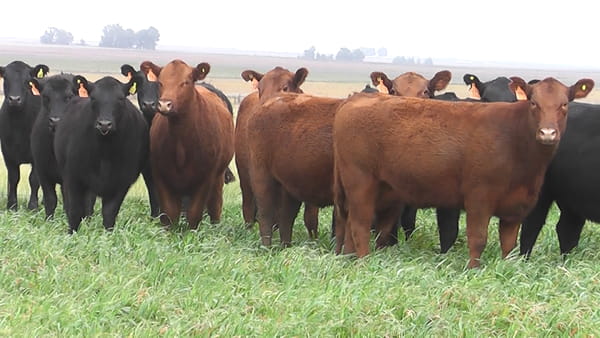 Lote VAQ.  ANGUS COLORADAS  Y NEGRAS MAS C/GTÍA DE PREÑEZ