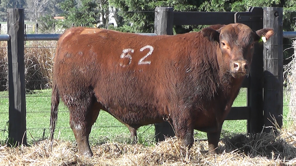 Lote TOROS ANGUS PURO CONTROLADO