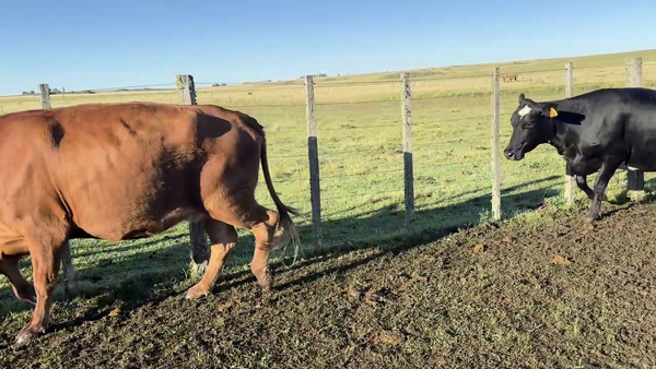 Lote VACAS DE INVERNADA