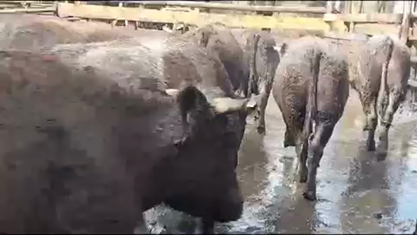 Lote 45 Novillo Gordo en Yerbas Buenas, VII  Región Maule