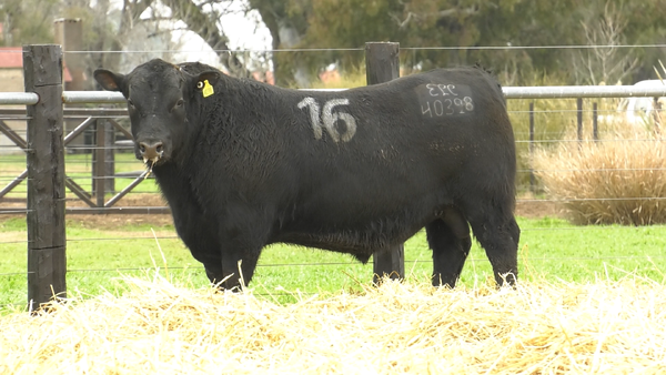 16 - 40398N — TOROS ANGUS PURO CONTROLADO
