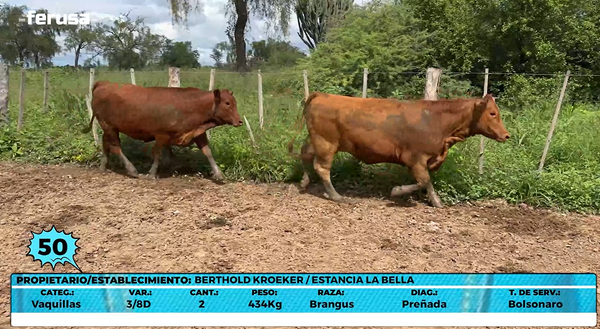 Lote LOTE 50