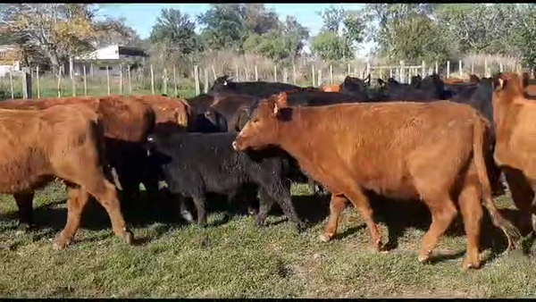 Lote Madre de los terneros