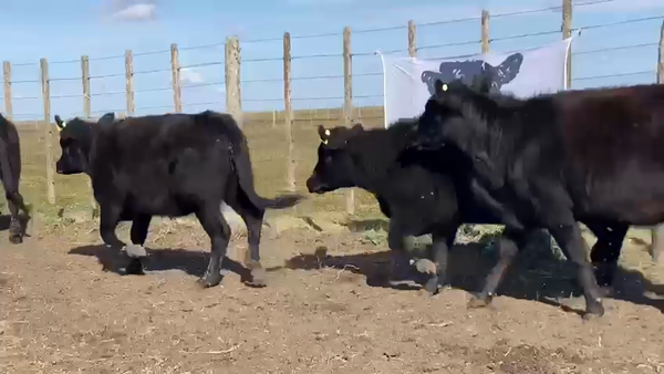 Lote 60 Terneras en Dolores, Buenos Aires