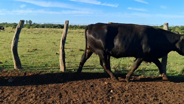 Lote 45 Vacas usadas preñadas en Corrientes, Mariano I. Loza