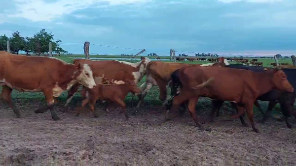 Lote 60 Vaquillonas C/ cria