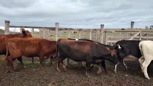 Lote 27 Vaquillonas , San José