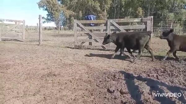 Lote 33 Terneras