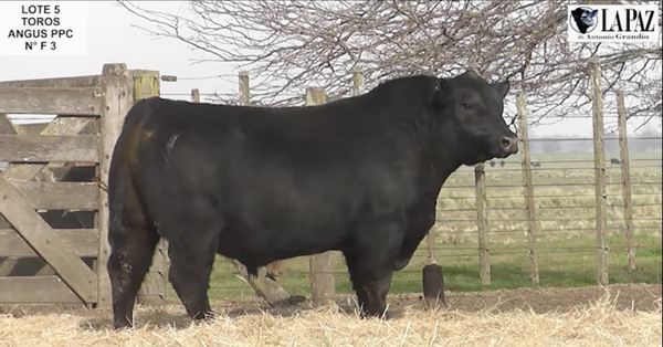 Lote TOROS PUROS POR CRUZA