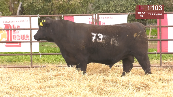 Lote TOROS ANGUS NEGROS  PC