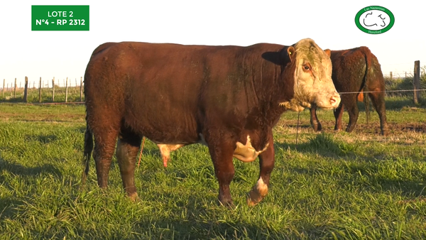 Lote Toros Polled Hereford Puros Registrados. Las Nazarenas