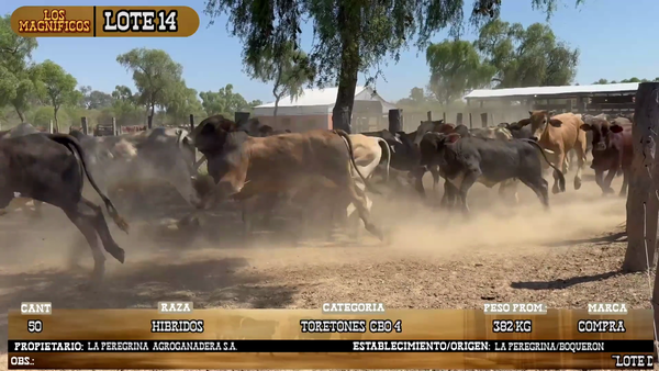 Lote LOTE 14