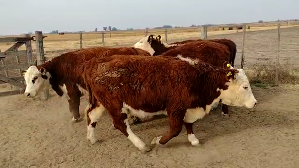 Lote CABAÑA GRAN ANCONA