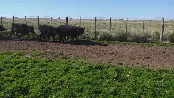Lote 20 Terneros/as en Tres Arroyos