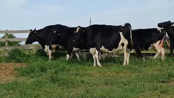 Lote (Vendido)6 Vaca 750kg -  en COLONIA SUIZA