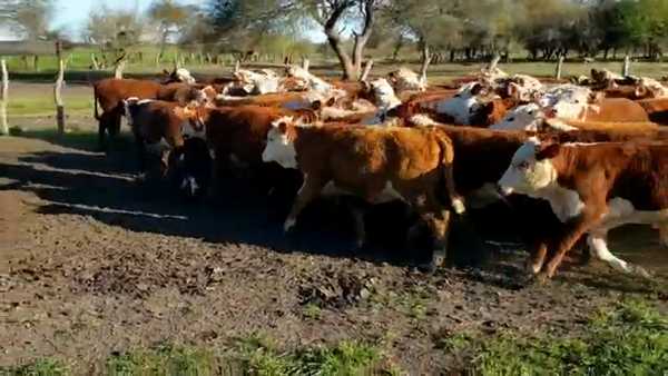 Lote 70 Terneros/as en Entre Ríos, Villaguay