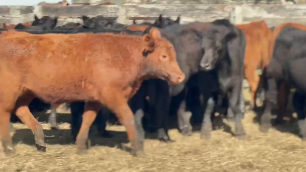 Lote 55 Novillitos en Castelli, Buenos Aires