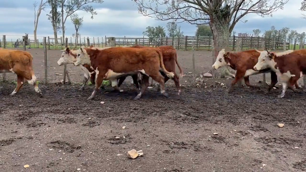 Lote Vacas Preñadas