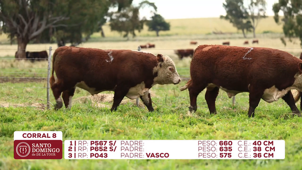 Lote Toros de Lote