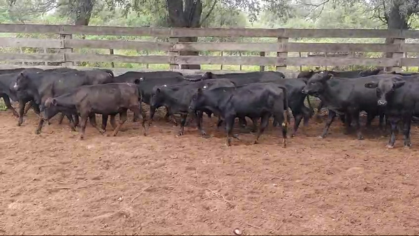 Lote 70 Terneros en Pampa de Los Guanacos, Santiago del Estero