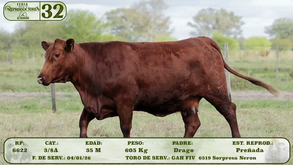Lote LOTE 32