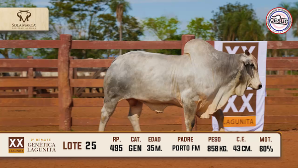 Lote Lote 25