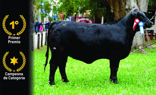 Lote Brangus a Bozal Expo 2022 RP 2777- Lote 16