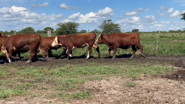 Lote 80 Novillitos