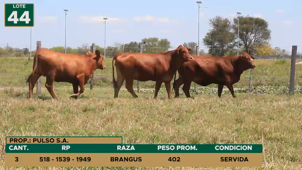 Lote HEMBRAS LOTE 44