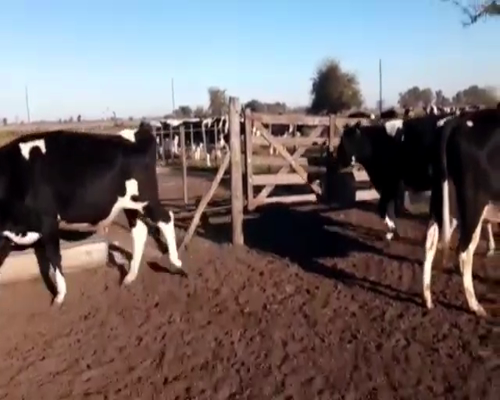 Lote VAQUILLONAS PREÑADAS