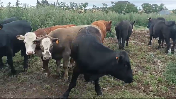 Lote Novillos 1 a 2 años