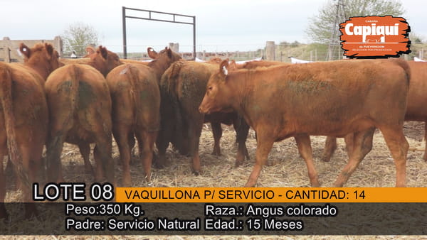 Lote VAQUILLONAS PARA SERVICIO