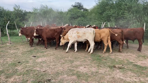 Lote 33 Novillos en Esquina, Corrientes