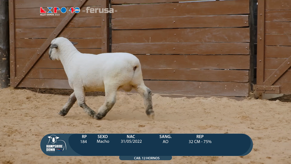 Lote LOTE 25 - BOZAL