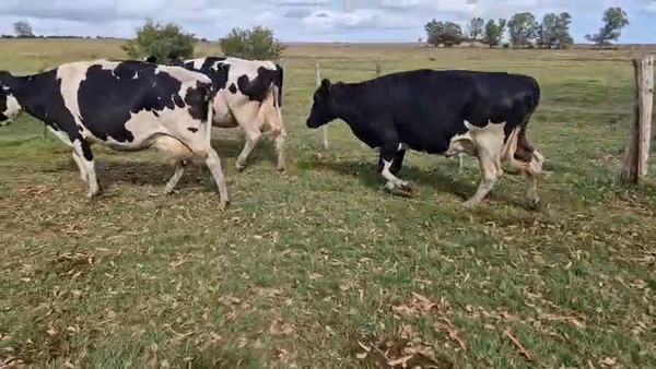 Lote 3 Vaca, San José