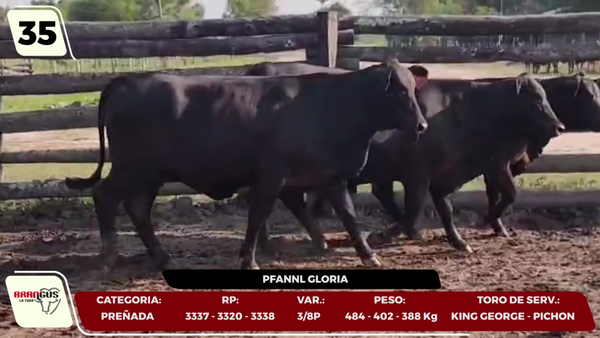 Lote LOTE 35- EN VIVO
