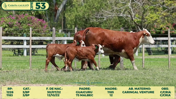 Lote LOTE 53