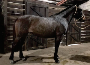 Lote Bonda Rumbeadora