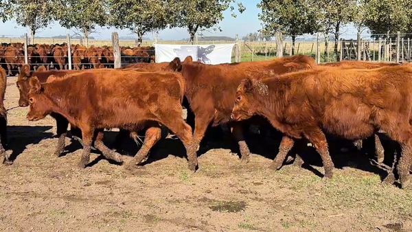 Lote 70 Terneros