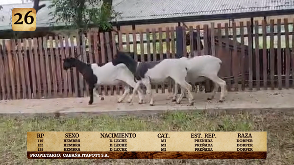 Lote LOTE 26