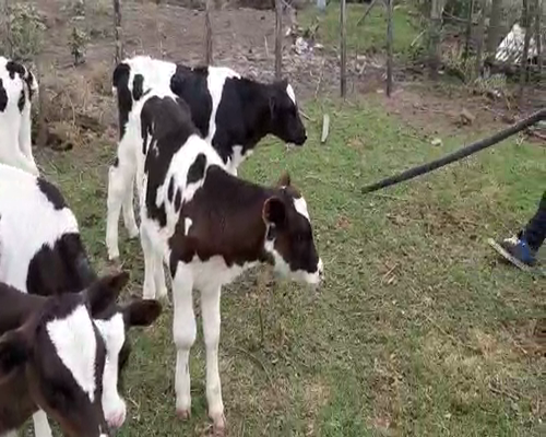 Lote 30 Terneras HOLANDO 120kg - , San José