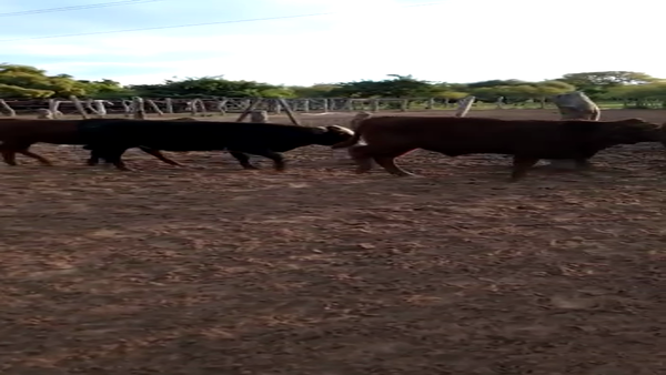 Lote 60 Terneros/as Braford y sus cruzas en Esquina, Corrientes