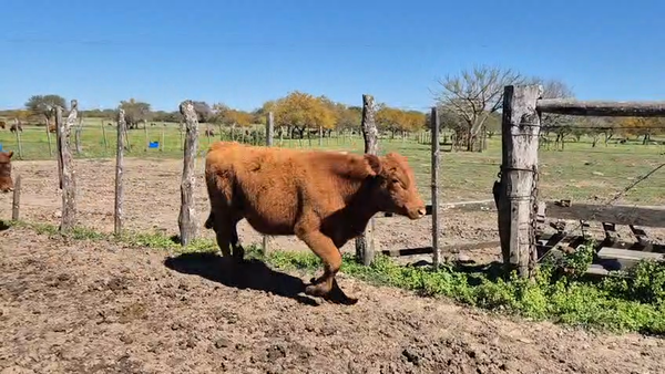 Lote 60 Terneros