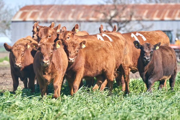 Lote "ME KEN" VAQUILLAS P.C CON CRIA