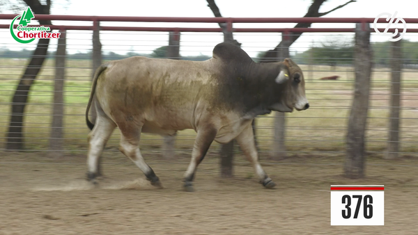 Lote Brahman