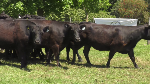 Lote 15 Vacas nuevas C/ gtia de preñez en Udaondo, Buenos Aires