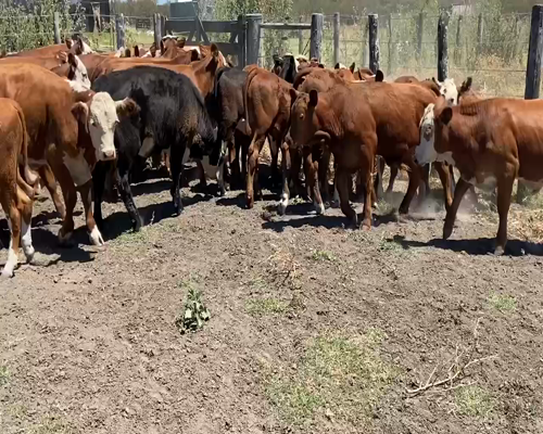 Lote 70 Terneros/as en Durazno, Entre Ríos