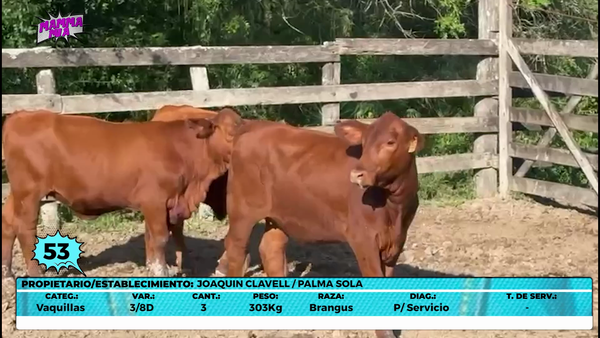 Lote LOTE 53